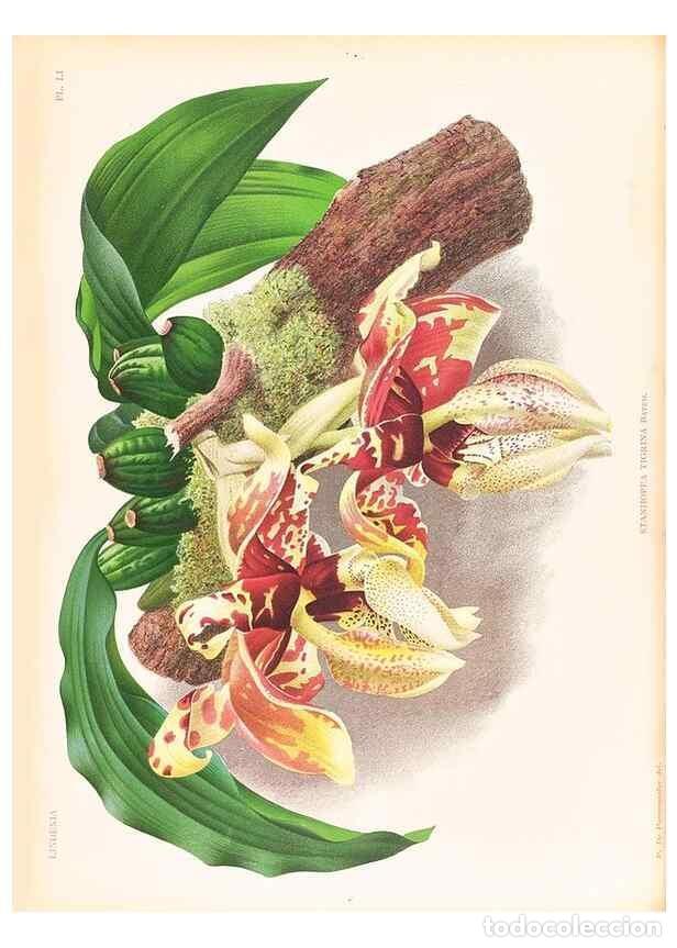 Collezionismo di Riviste e Giornali: Reproducci&oacute;n/Reproduction 49757111521: Lindenia :. Gand [Belgium] :Impr. F. Meyer-van Loo,1885-1906.