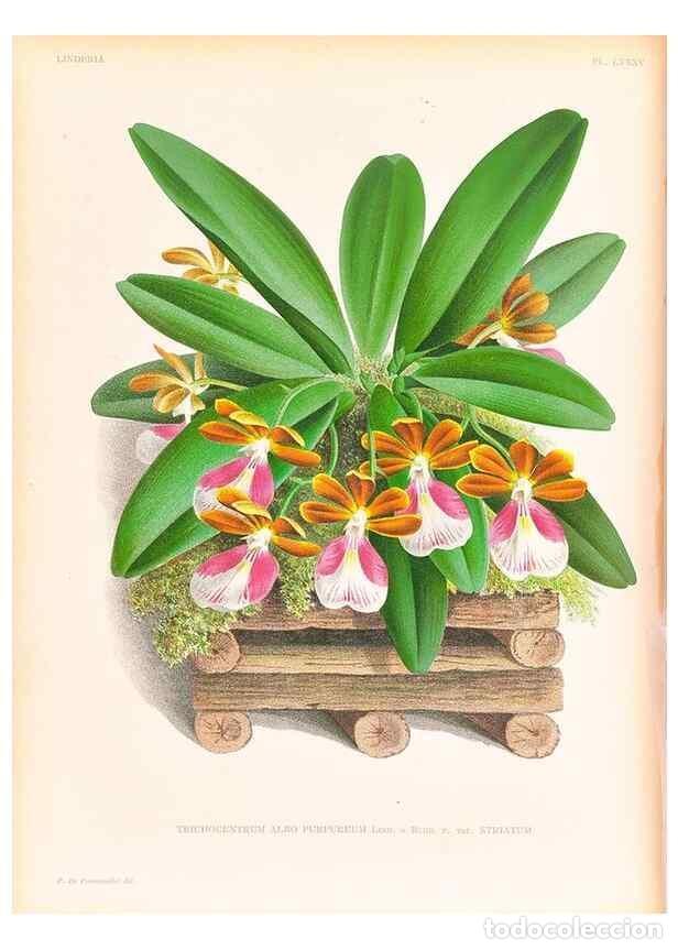 Collezionismo di Riviste e Giornali: Reproducci&oacute;n/Reproduction 49757475172: Lindenia :. Gand [Belgium] :Impr. F. Meyer-van Loo,1885-1906.