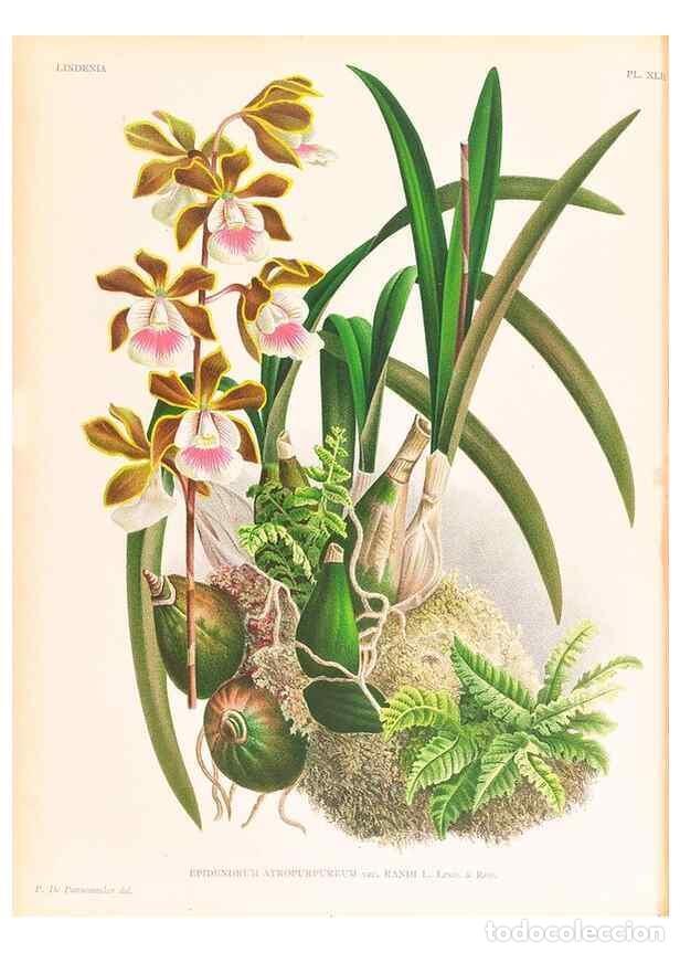 Collezionismo di Riviste e Giornali: Reproducci&oacute;n/Reproduction 49757110916: Lindenia :. Gand [Belgium] :Impr. F. Meyer-van Loo,1885-1906.