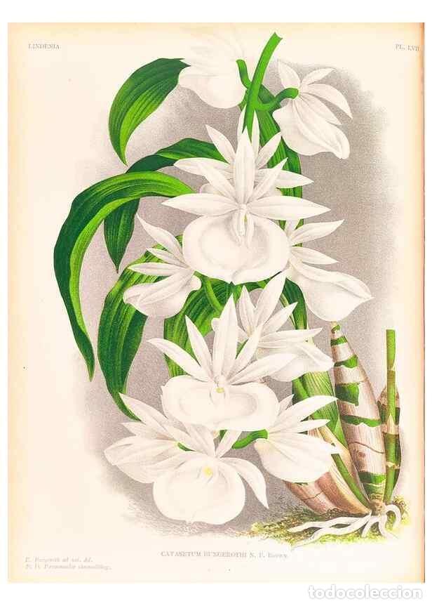 Collezionismo di Riviste e Giornali: Reproducci&oacute;n/Reproduction 49757113031: Lindenia :. Gand [Belgium] :Impr. F. Meyer-van Loo,1885-1906.