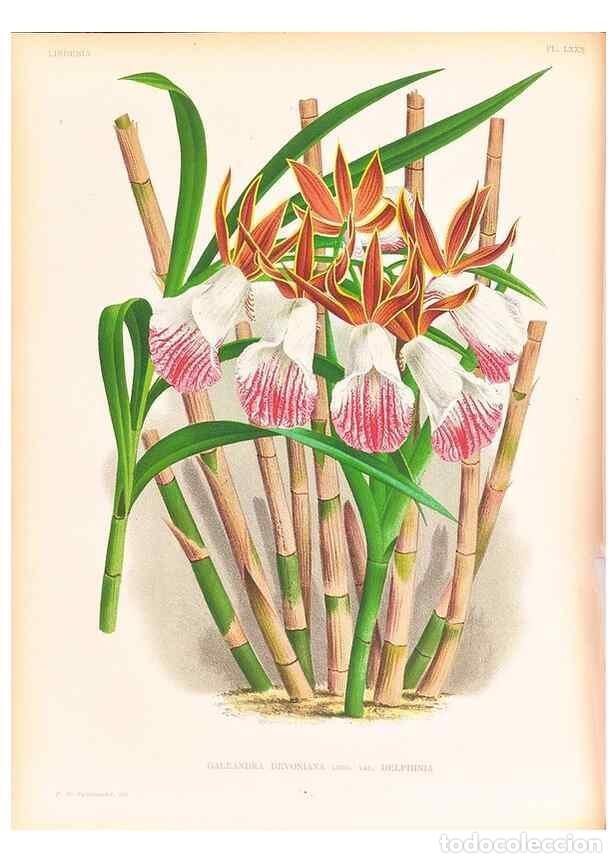 Collezionismo di Riviste e Giornali: Reproducci&oacute;n/Reproduction 49756591648: Lindenia :. Gand [Belgium] :Impr. F. Meyer-van Loo,1885-1906.