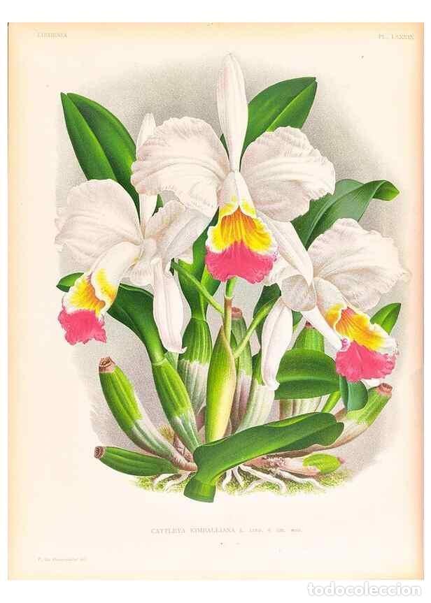 Collezionismo di Riviste e Giornali: Reproducci&oacute;n/Reproduction 49757120881: Lindenia :. Gand [Belgium] :Impr. F. Meyer-van Loo,1885-1906.