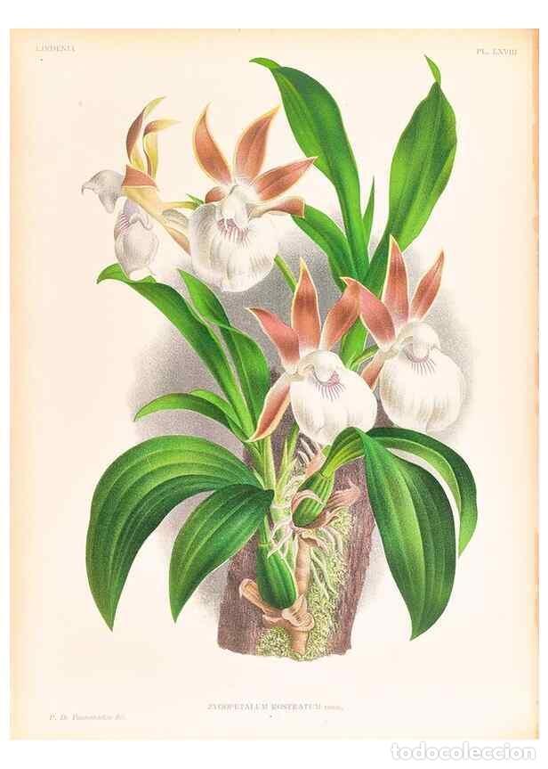 Collezionismo di Riviste e Giornali: Reproducci&oacute;n/Reproduction 49757115791: Lindenia :. Gand [Belgium] :Impr. F. Meyer-van Loo,1885-1906.