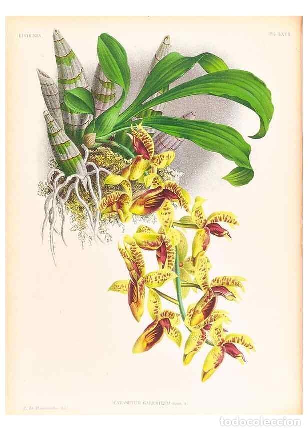 Collezionismo di Riviste e Giornali: Reproducci&oacute;n/Reproduction 49757115581: Lindenia :. Gand [Belgium] :Impr. F. Meyer-van Loo,1885-1906.