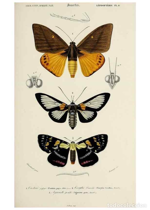 Sammeln von Zeitschriften und Zeitungen: Reproducci&oacute;n/Reproduction 49723721938: Dictionnaire universel d'histoire naturelle :. Paris :Chez le