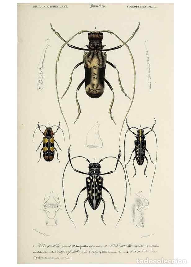 Sammeln von Zeitschriften und Zeitungen: Reproducci&oacute;n/Reproduction 49724245766: Dictionnaire universel d'histoire naturelle :. Paris :Chez le