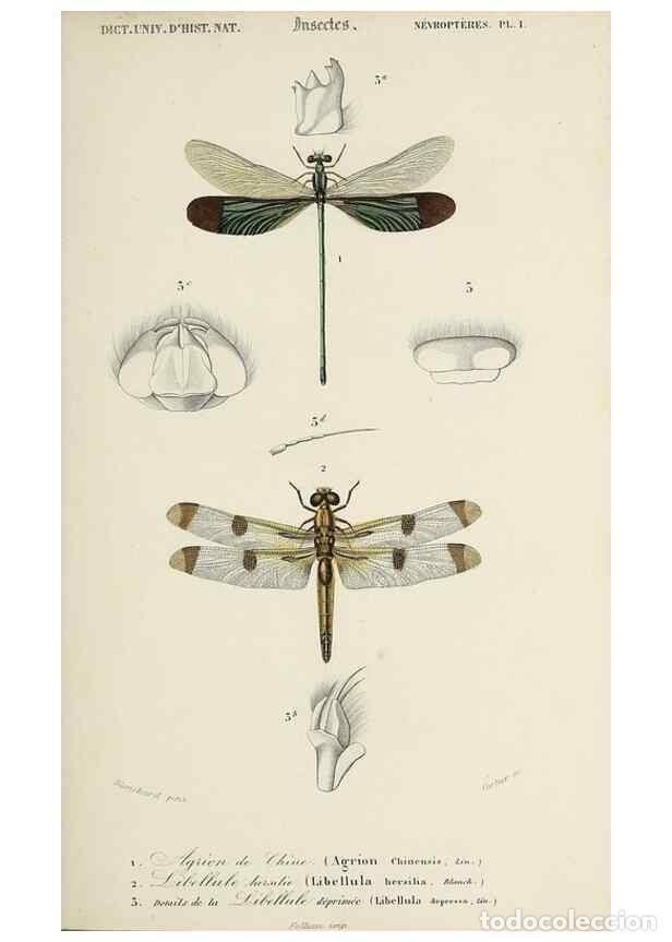 Sammeln von Zeitschriften und Zeitungen: Reproducci&oacute;n/Reproduction 49724563147: Dictionnaire universel d'histoire naturelle :. Paris :Chez le