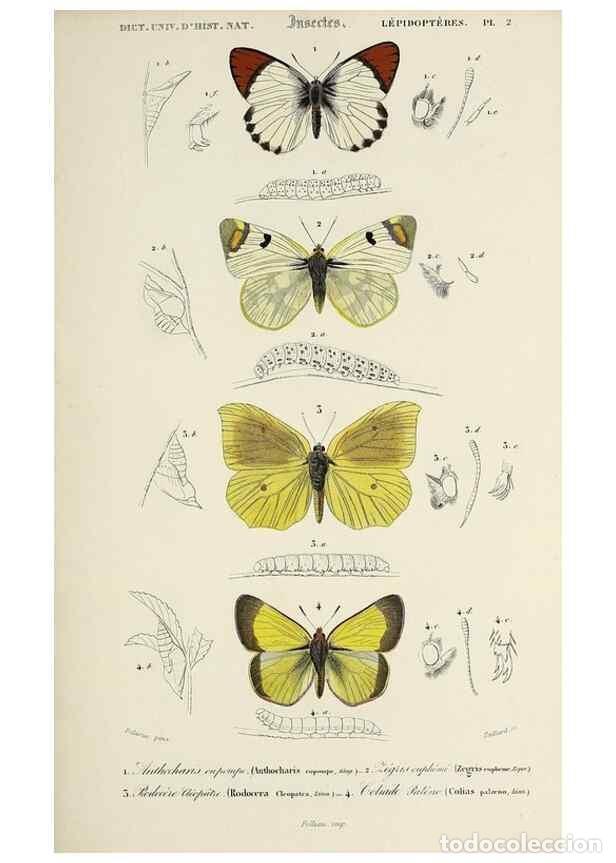 Sammeln von Zeitschriften und Zeitungen: Reproducci&oacute;n/Reproduction 49723713308: Dictionnaire universel d'histoire naturelle :. Paris :Chez le