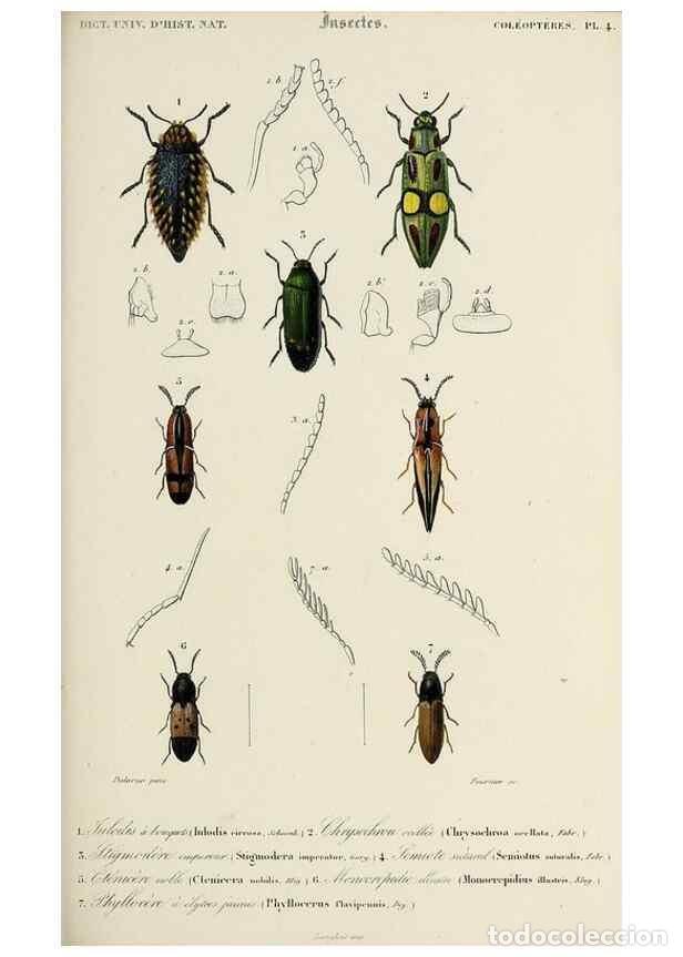 Sammeln von Zeitschriften und Zeitungen: Reproducci&oacute;n/Reproduction 49724558857: Dictionnaire universel d'histoire naturelle :. Paris :Chez le