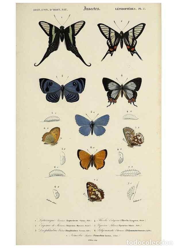 Sammeln von Zeitschriften und Zeitungen: Reproducci&oacute;n/Reproduction 49724572522: Dictionnaire universel d'histoire naturelle :. Paris :Chez le