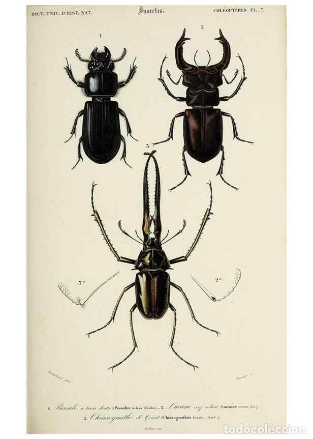 Sammeln von Zeitschriften und Zeitungen: Reproducci&oacute;n/Reproduction 49723708868: Dictionnaire universel d'histoire naturelle :. Paris :Chez le