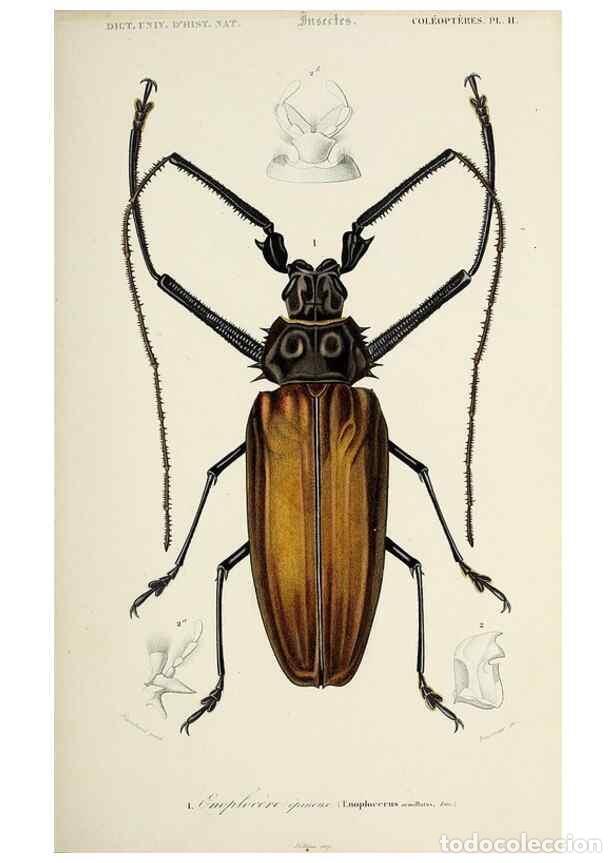 Sammeln von Zeitschriften und Zeitungen: Reproducci&oacute;n/Reproduction 49724561177: Dictionnaire universel d'histoire naturelle :. Paris :Chez le