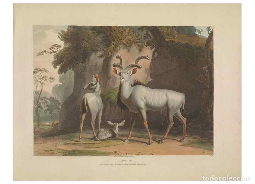 Sammeln von Zeitschriften und Zeitungen: Reproducci&oacute;n/Reproduction 49752707333: [African scenery and animals]. London,1804-05. - Daniell, Sam
