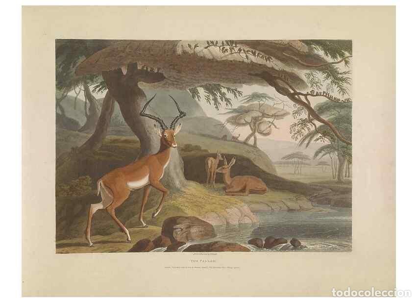 Sammeln von Zeitschriften und Zeitungen: Reproducci&oacute;n/Reproduction 49753576282: [African scenery and animals]. London,1804-05. - Daniell, Sam