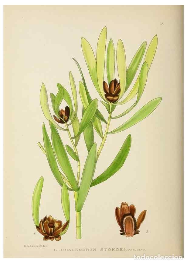 Sammeln von Zeitschriften und Zeitungen: Reproducci&oacute;n/Reproduction 49753149938: The Flowering plants of Africa.. Pretoria [etc.]Botanical Res