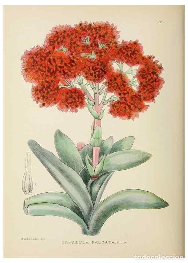 Sammeln von Zeitschriften und Zeitungen: Reproducci&oacute;n/Reproduction 49753151483: The Flowering plants of Africa.. Pretoria [etc.]Botanical Res