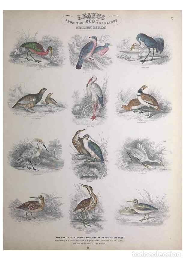 Sammeln von Zeitschriften und Zeitungen: Reproducci&oacute;n/Reproduction 49749394316: Leaves from the book of nature,. Edinburgh :W.H. Lizars;[184-