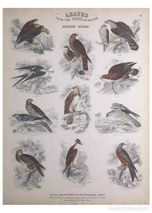 Sammeln von Zeitschriften und Zeitungen: Reproducci&oacute;n/Reproduction 49749392886: Leaves from the book of nature,. Edinburgh :W.H. Lizars;[184-