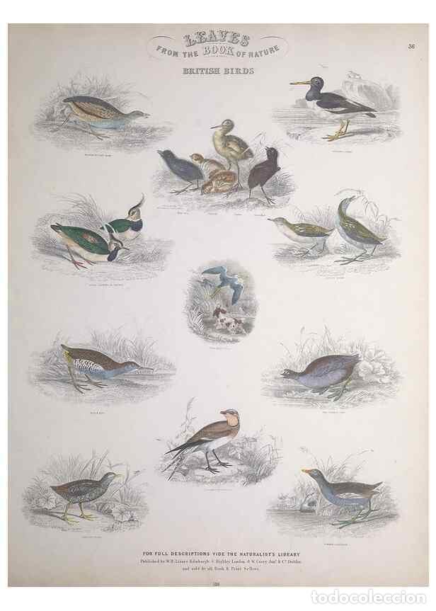 Sammeln von Zeitschriften und Zeitungen: Reproducci&oacute;n/Reproduction 49749721827: Leaves from the book of nature,. Edinburgh :W.H. Lizars;[184-