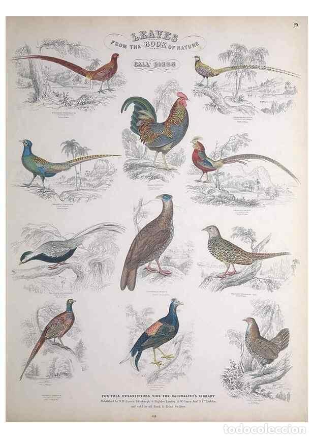 Collectionnisme de Revues et Journaux: Reproducci&oacute;n/Reproduction 49748847963: Leaves from the book of nature,. Edinburgh :W.H. Lizars;[184-