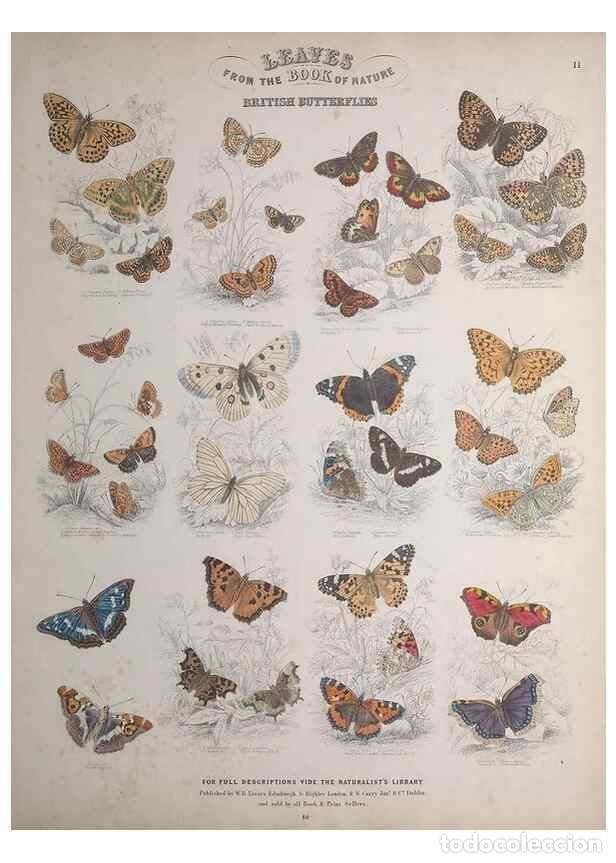 Collectionnisme de Revues et Journaux: Reproducci&oacute;n/Reproduction 49748859333: Leaves from the book of nature,. Edinburgh :W.H. Lizars;[184-