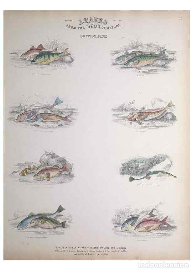 Collectionnisme de Revues et Journaux: Reproducci&oacute;n/Reproduction 49749725432: Leaves from the book of nature,. Edinburgh :W.H. Lizars;[184-