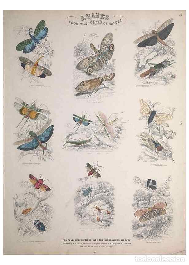 Collectionnisme de Revues et Journaux: Reproducci&oacute;n/Reproduction 49749730972: Leaves from the book of nature,. Edinburgh :W.H. Lizars;[184-