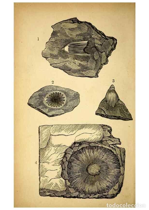 Collectionnisme de Revues et Journaux: Reproducci&oacute;n/Reproduction 49750998142: The natural history of South Devon :. Plymouth,Printed and pu