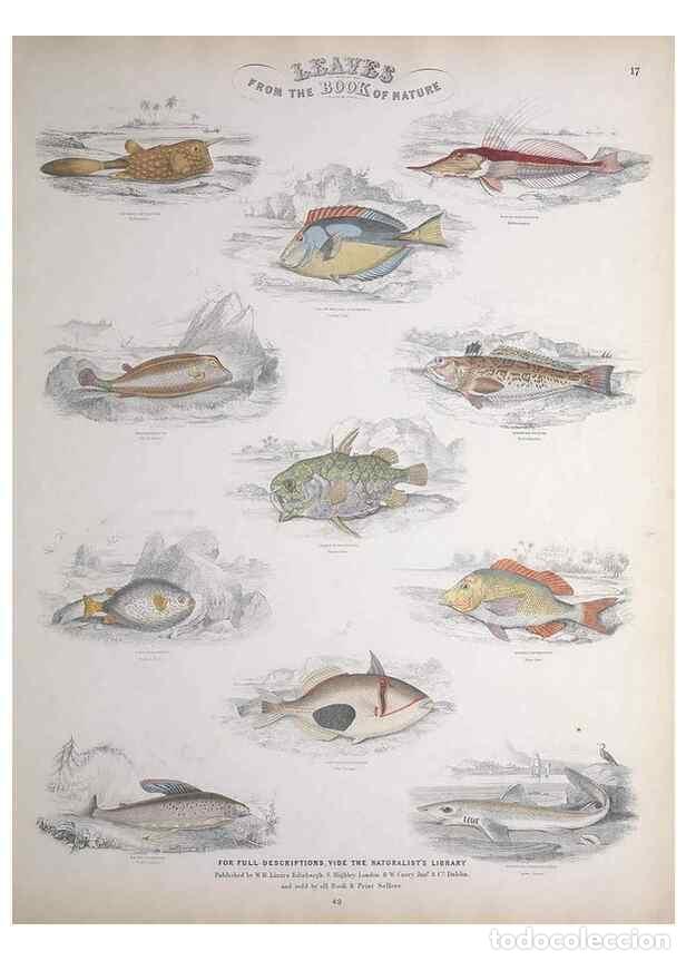 Collectionnisme de Revues et Journaux: Reproducci&oacute;n/Reproduction 49748856873: Leaves from the book of nature,. Edinburgh :W.H. Lizars;[184-