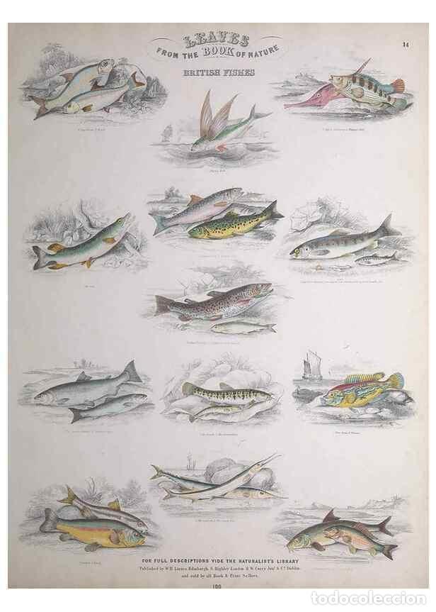 Collectionnisme de Revues et Journaux: Reproducci&oacute;n/Reproduction 49749398866: Leaves from the book of nature,. Edinburgh :W.H. Lizars;[184-