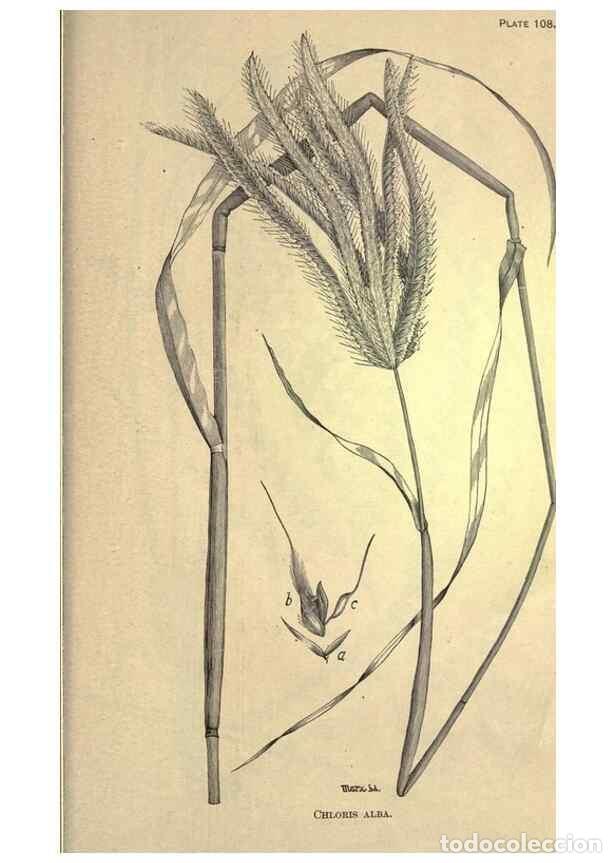 Collectionnisme de Revues et Journaux: Reproducci&oacute;n/Reproduction 49579201126: The agricultural grasses and forage plants of the United Stat