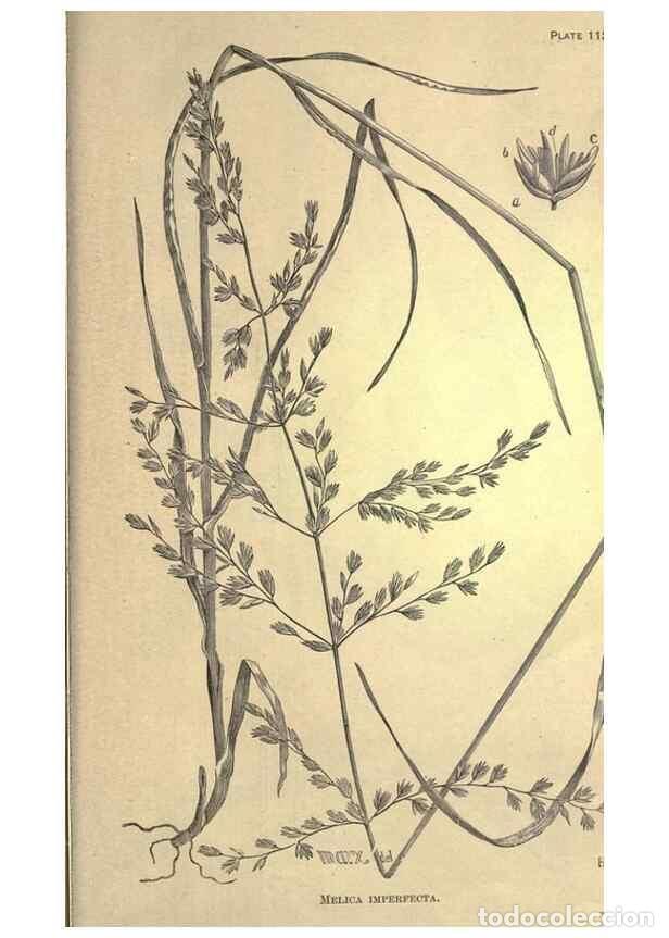 Collectionnisme de Revues et Journaux: Reproducci&oacute;n/Reproduction 49579202126: The agricultural grasses and forage plants of the United Stat