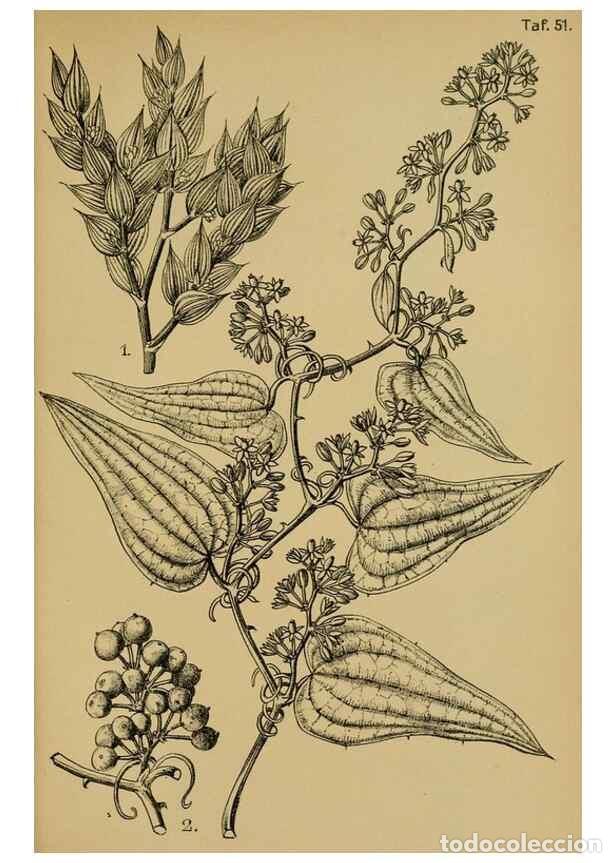 Collectionnisme de Revues et Journaux: Reproducci&oacute;n/Reproduction 49579751297: Die Pflanzenwelt Dalmatiens /. Leipzig :W. Klinkhardt,1911..