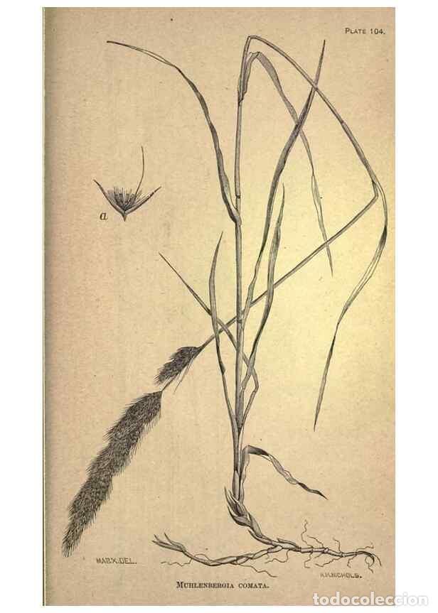 Coleccionismo de Revistas y Peri&oacute;dicos: Reproducci&oacute;n/Reproduction 49579200196: The agricultural grasses and forage plants of the United Stat