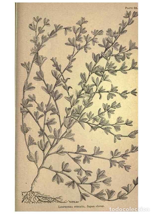 Coleccionismo de Revistas y Peri&oacute;dicos: Reproducci&oacute;n/Reproduction 49579198751: The agricultural grasses and forage plants of the United Stat