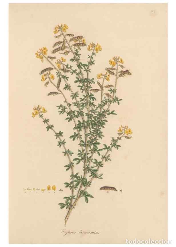 Coleccionismo de Revistas y Peri&oacute;dicos: Reproducci&oacute;n/Reproduction 49579308968: Flora Graeca, sive, Plantarum rariorum historia, quas in prov