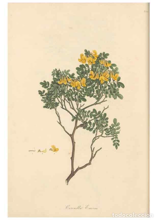 Coleccionismo de Revistas y Peri&oacute;dicos: Reproducci&oacute;n/Reproduction 49580041062: Flora Graeca, sive, Plantarum rariorum historia, quas in prov