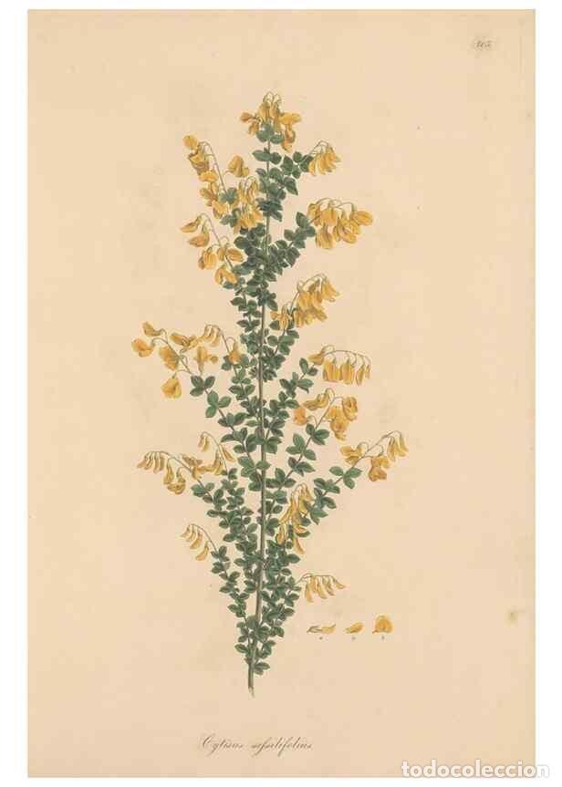 Coleccionismo de Revistas y Peri&oacute;dicos: Reproducci&oacute;n/Reproduction 49579813096: Flora Graeca, sive, Plantarum rariorum historia, quas in prov