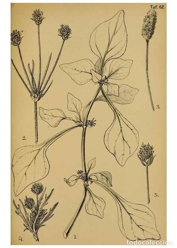 Collection Magazines and Newspapers: Reproducci&oacute;n/Reproduction 49579025068: Die Pflanzenwelt Dalmatiens /. Leipzig :W. Klinkhardt,1911..