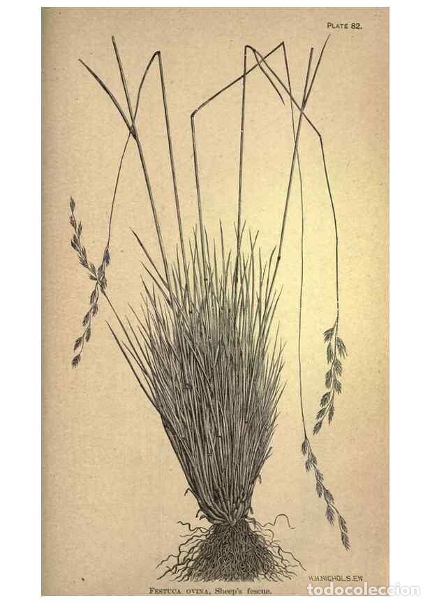 Collection Magazines and Newspapers: Reproducci&oacute;n/Reproduction 49578690608: The agricultural grasses and forage plants of the United Stat