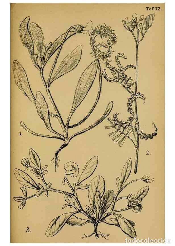 Collection Magazines and Newspapers: Reproducci&oacute;n/Reproduction 49579028493: Die Pflanzenwelt Dalmatiens /. Leipzig :W. Klinkhardt,1911..