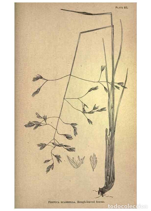 Collection Magazines and Newspapers: Reproducci&oacute;n/Reproduction 49579194771: The agricultural grasses and forage plants of the United Stat