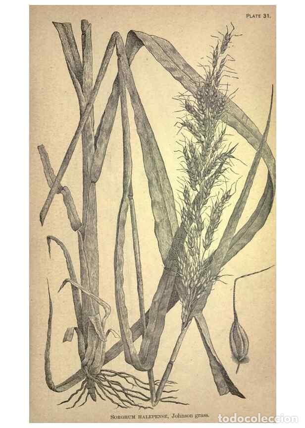 Collection Magazines and Newspapers: Reproducci&oacute;n/Reproduction 49579405947: The agricultural grasses and forage plants of the United Stat