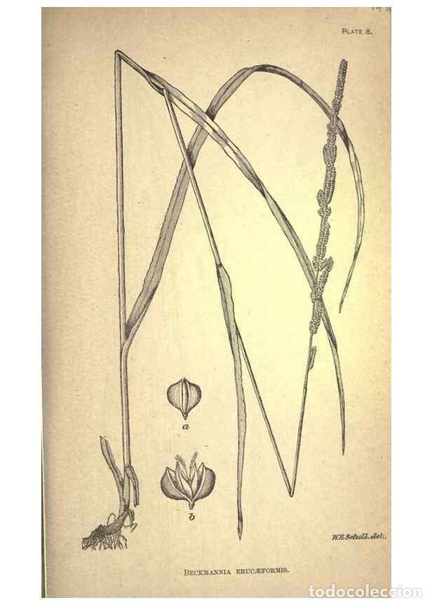 Collection Magazines and Newspapers: Reproducci&oacute;n/Reproduction 49579399872: The agricultural grasses and forage plants of the United Stat