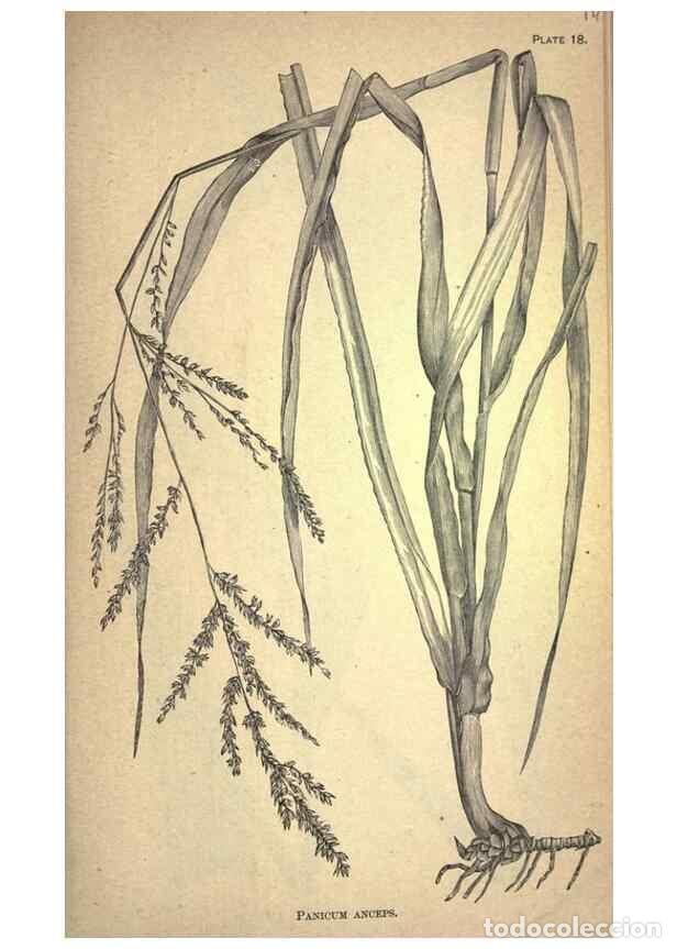 Collection Magazines and Newspapers: Reproducci&oacute;n/Reproduction 49578672608: The agricultural grasses and forage plants of the United Stat