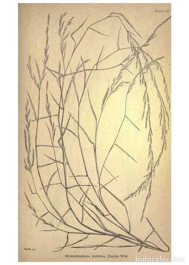 Collectionnisme de Revues et Journaux: Reproducci&oacute;n/Reproduction 49579182831: The agricultural grasses and forage plants of the United Stat