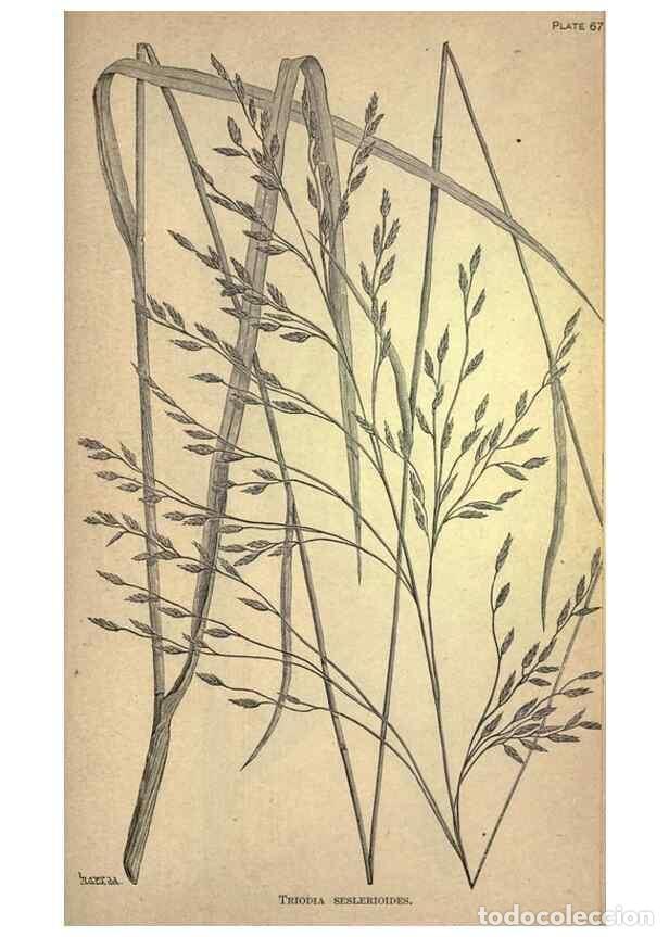 Collectionnisme de Revues et Journaux: Reproducci&oacute;n/Reproduction 49579190161: The agricultural grasses and forage plants of the United Stat