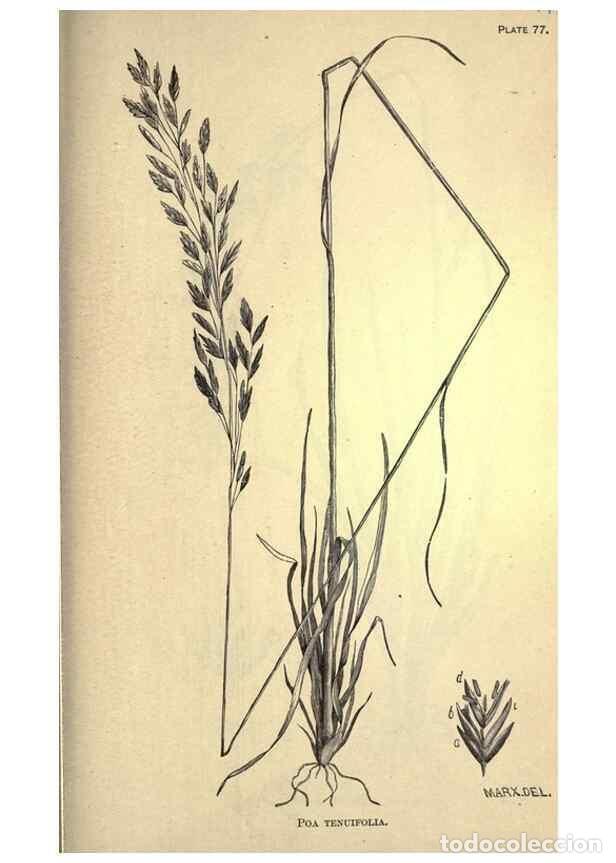 Collectionnisme de Revues et Journaux: Reproducci&oacute;n/Reproduction 49578689118: The agricultural grasses and forage plants of the United Stat