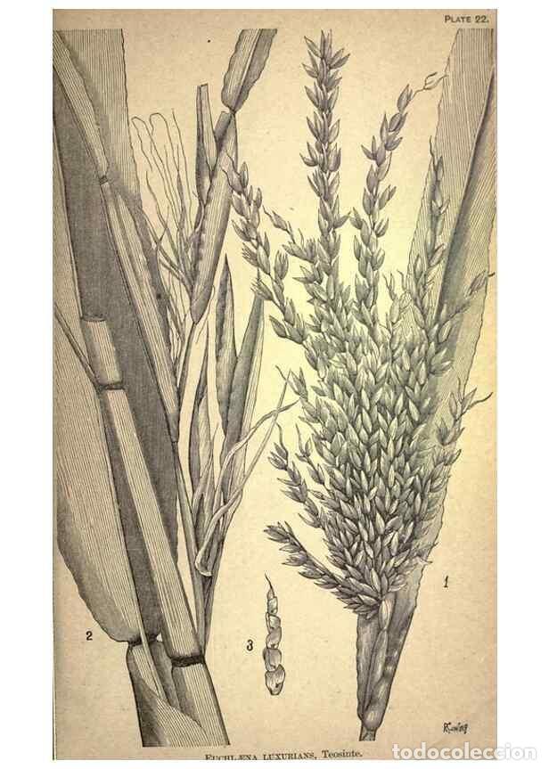 Collectionnisme de Revues et Journaux: Reproducci&oacute;n/Reproduction 49578673678: The agricultural grasses and forage plants of the United Stat