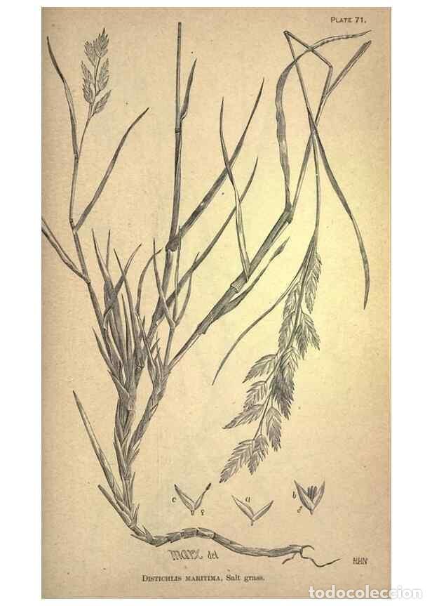 Collectionnisme de Revues et Journaux: Reproducci&oacute;n/Reproduction 49578687443: The agricultural grasses and forage plants of the United Stat